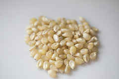 Amish Country Popcorn primer plano de textura del grano para evaluar calidad y uniformidad