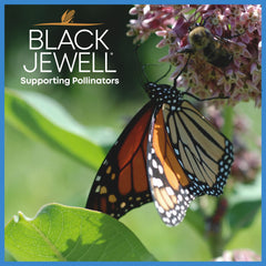 Black Jewell granos reventándose en olla ilustrando uso casero y rendimiento