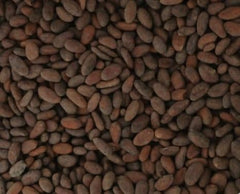 Colombian Cacao granos en mano para comparar tamaño y confirmar calidad artesanal