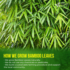 FRESHDRINKUS detalle de hojas de bambú para beneficio calidad natural