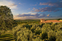TEXAS HILL COUNTRY OLIVE CO. primer plano de textura y color brillante