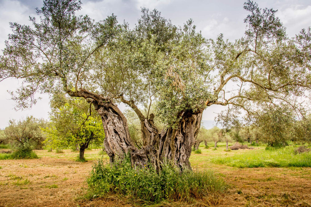 Ancient Foods botella en mano para comparar tamaño y facilitar uso diario