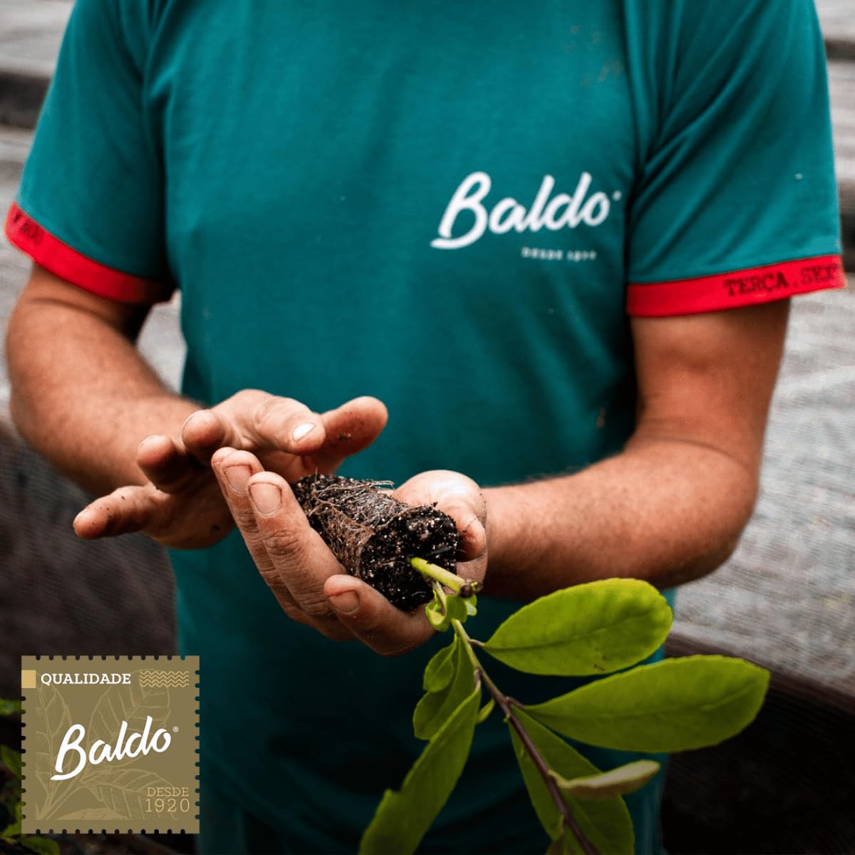 Baldo cuchara midiendo porción para controlar intensidad de mate