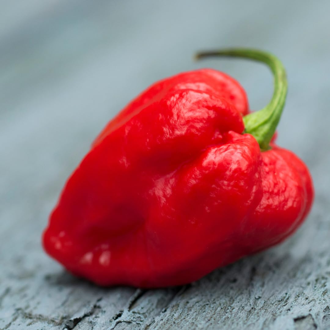 Birch & Meadow chiles Carolina Reaper en mano para comparar tamaño y porción segura