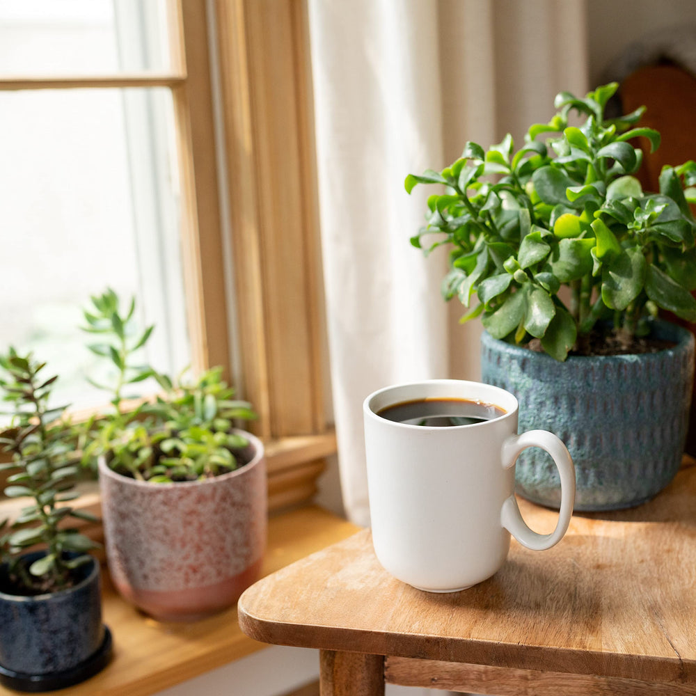 Cameron's Coffee escena de cocina con cápsulas en un desayuno acogedor y práctico