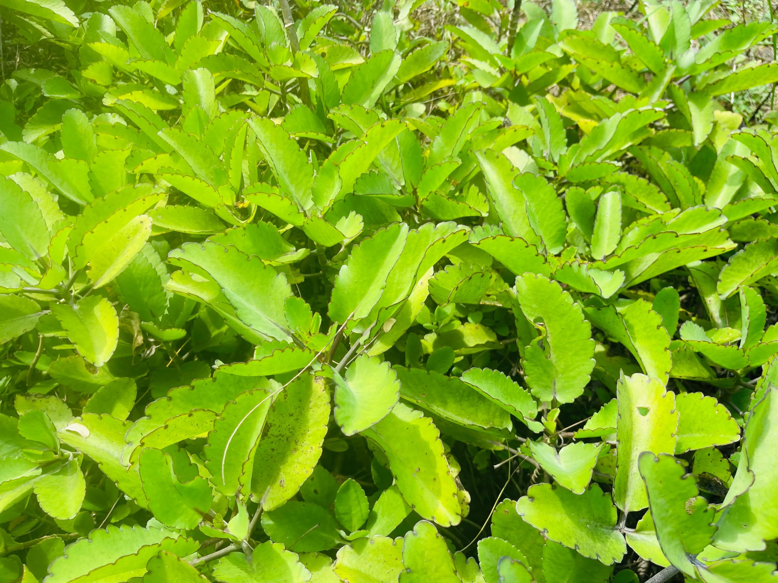 Ceylonwood Herbals caja abierta con bolistas ordenadas y etiqueta visible