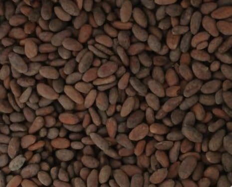 Colombian Cacao granos en mano para comparar tamaño y confirmar calidad artesanal