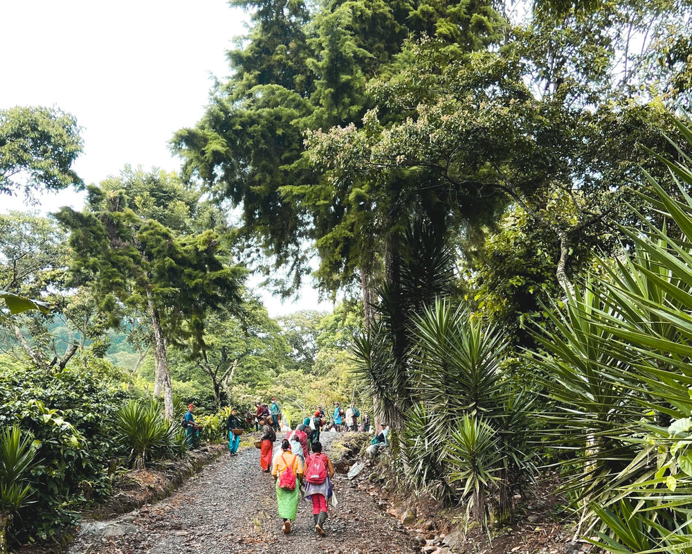 Fara Coffee envase abierto con granos mostrando aroma y conservación