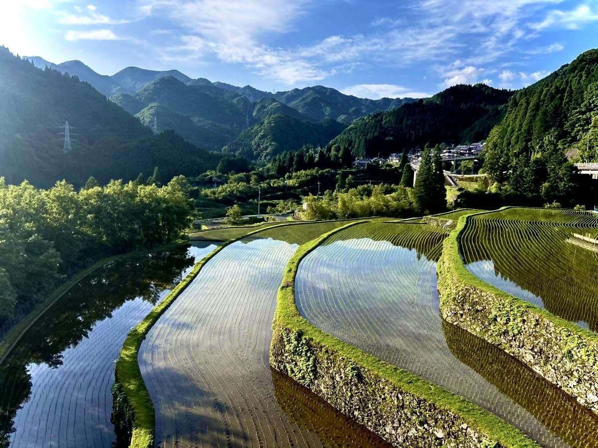 九州の大自然しらき HINOHIKARI almacenado en envase hermético, conservación prolongada