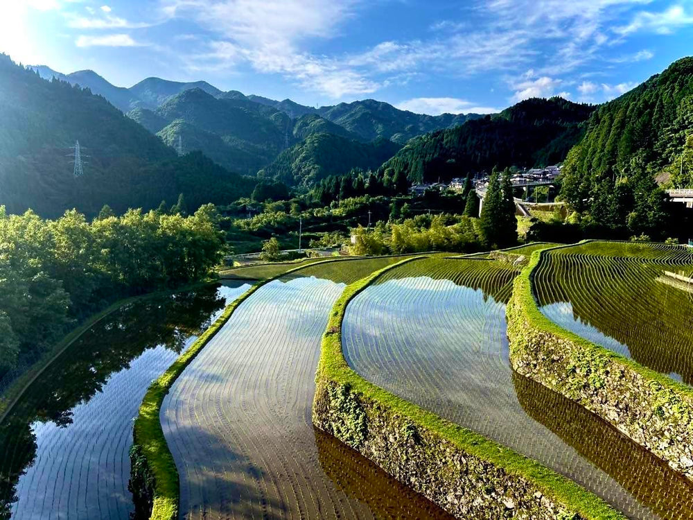 九州の大自然しらき HINOHIKARI almacenado en envase hermético, conservación prolongada