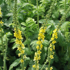 Jovvily agrimony infusión en taza en mano, disfrute sin cafeína