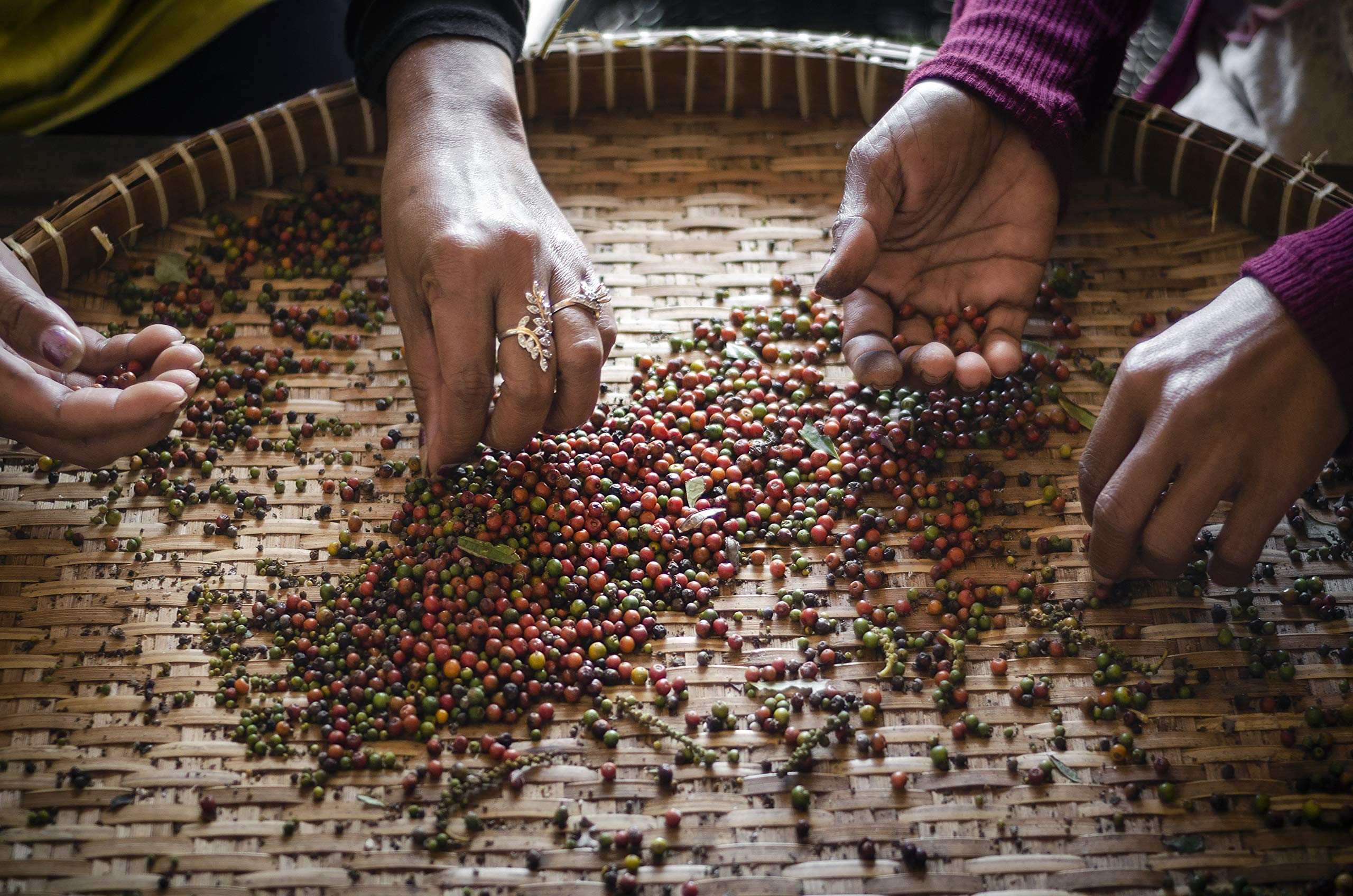 Kampot Pepper granos junto a una cuchara para ver escala y tamaño
