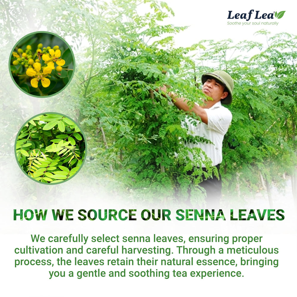 LeafLea hojas de senna secas en detalle, textura y pureza del ingrediente