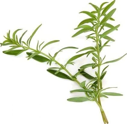 Nature Tea hyssop tamaño comparado con cucharita para dosificación precisa