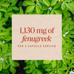 Nature's Way semillas de fenogreco en primer plano, muestra origen natural