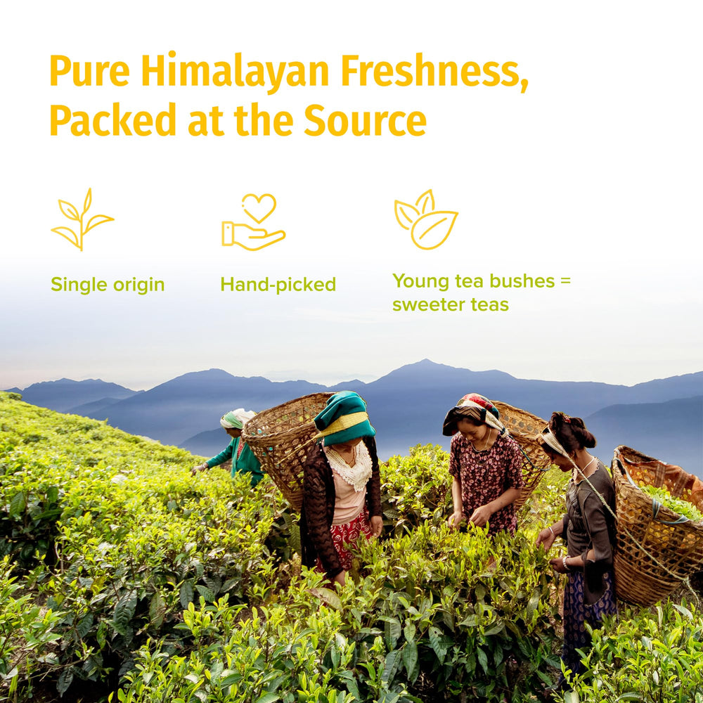 NEPAL TEA brotes tiernos cerca resaltando aroma floral natural