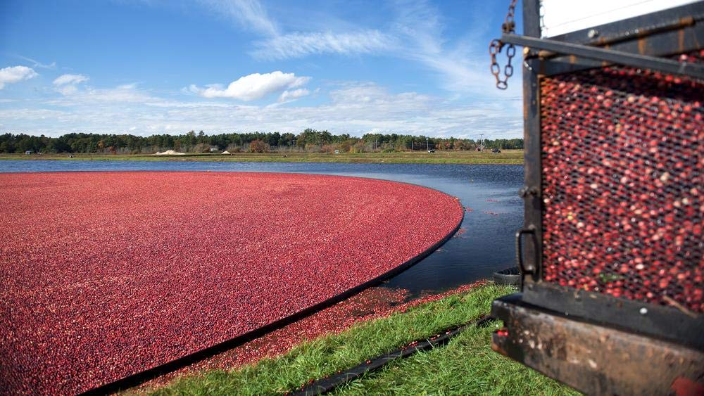 Ocean Spray agricultores y arándanos mostrando origen cooperativo