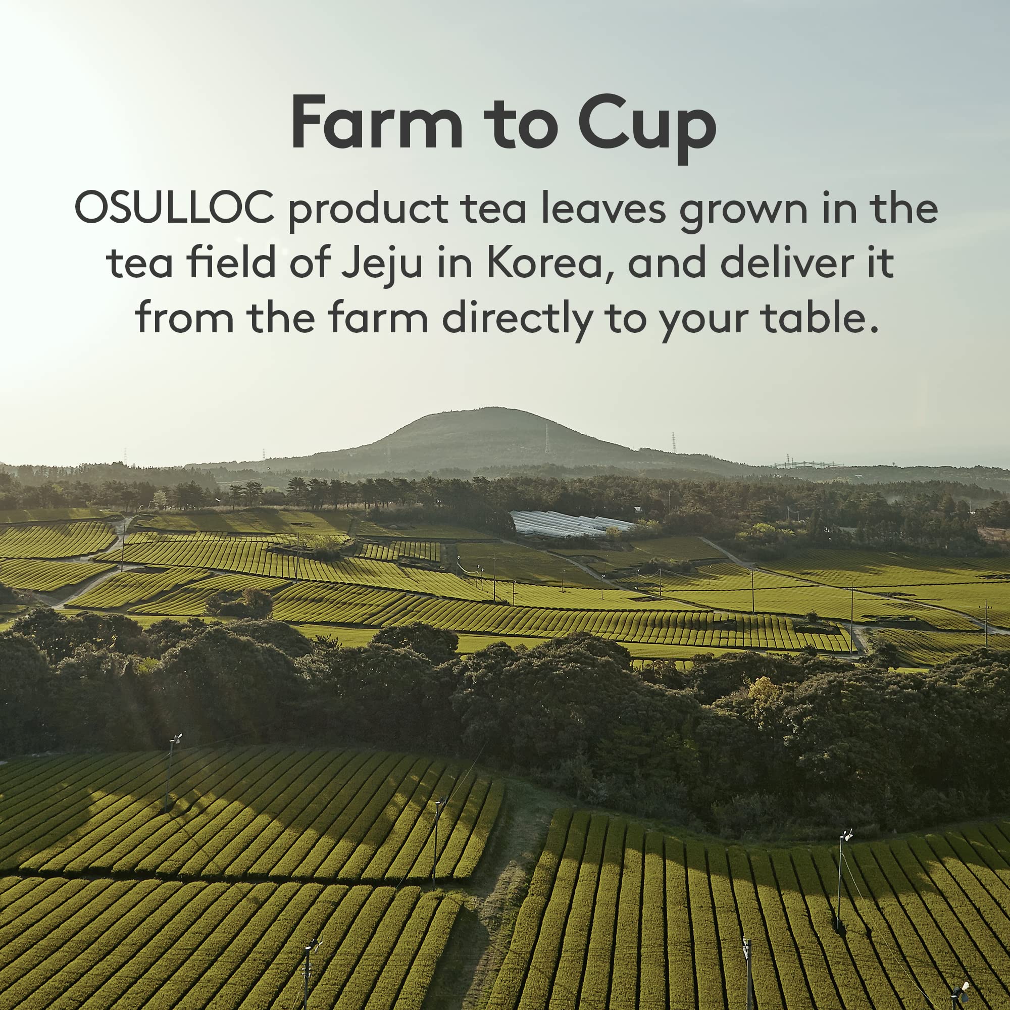 Osulloc etiqueta de ingredientes destacando té verde de Jeju