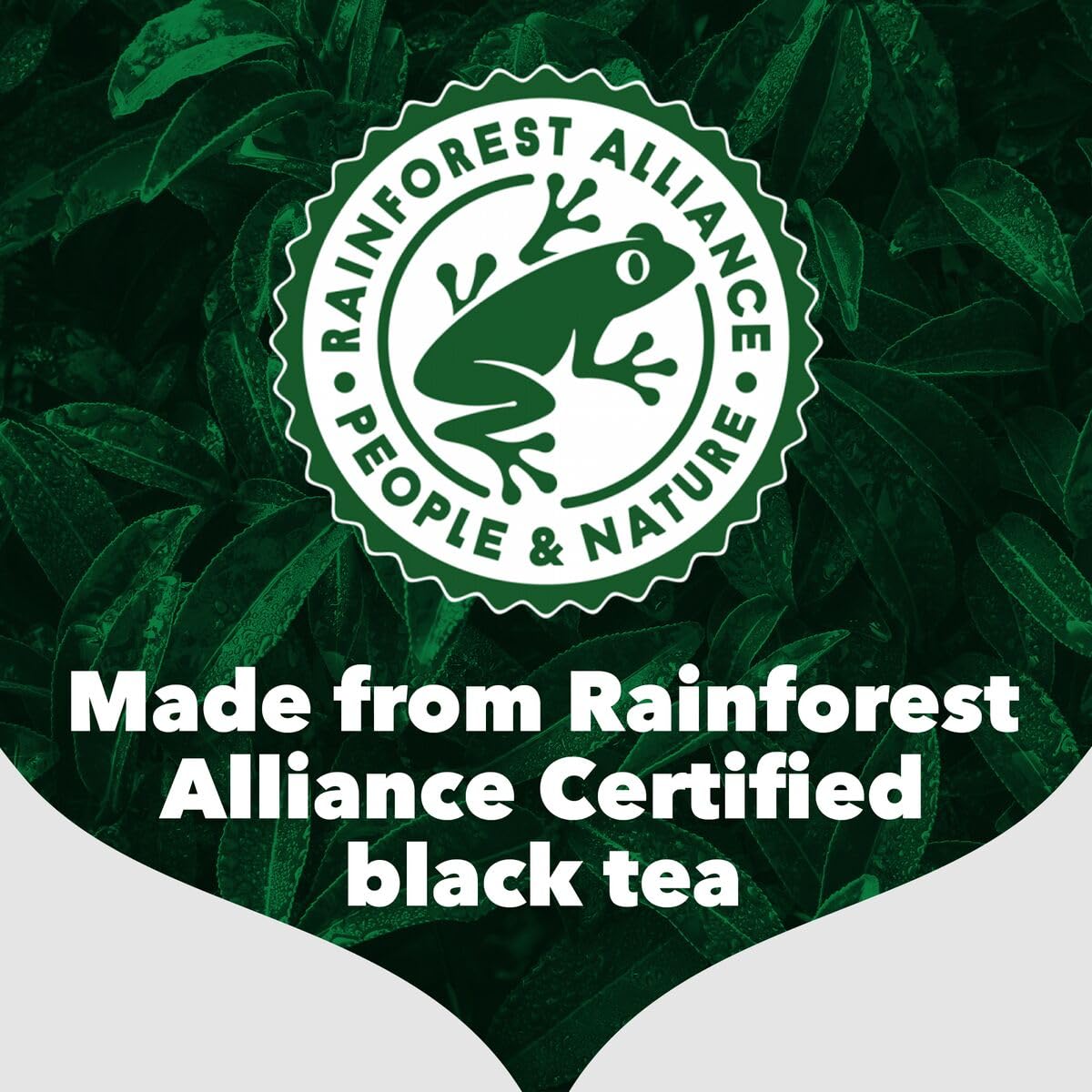 PG Tips comparativa de tamaño mostrando 240 bolsitas totales