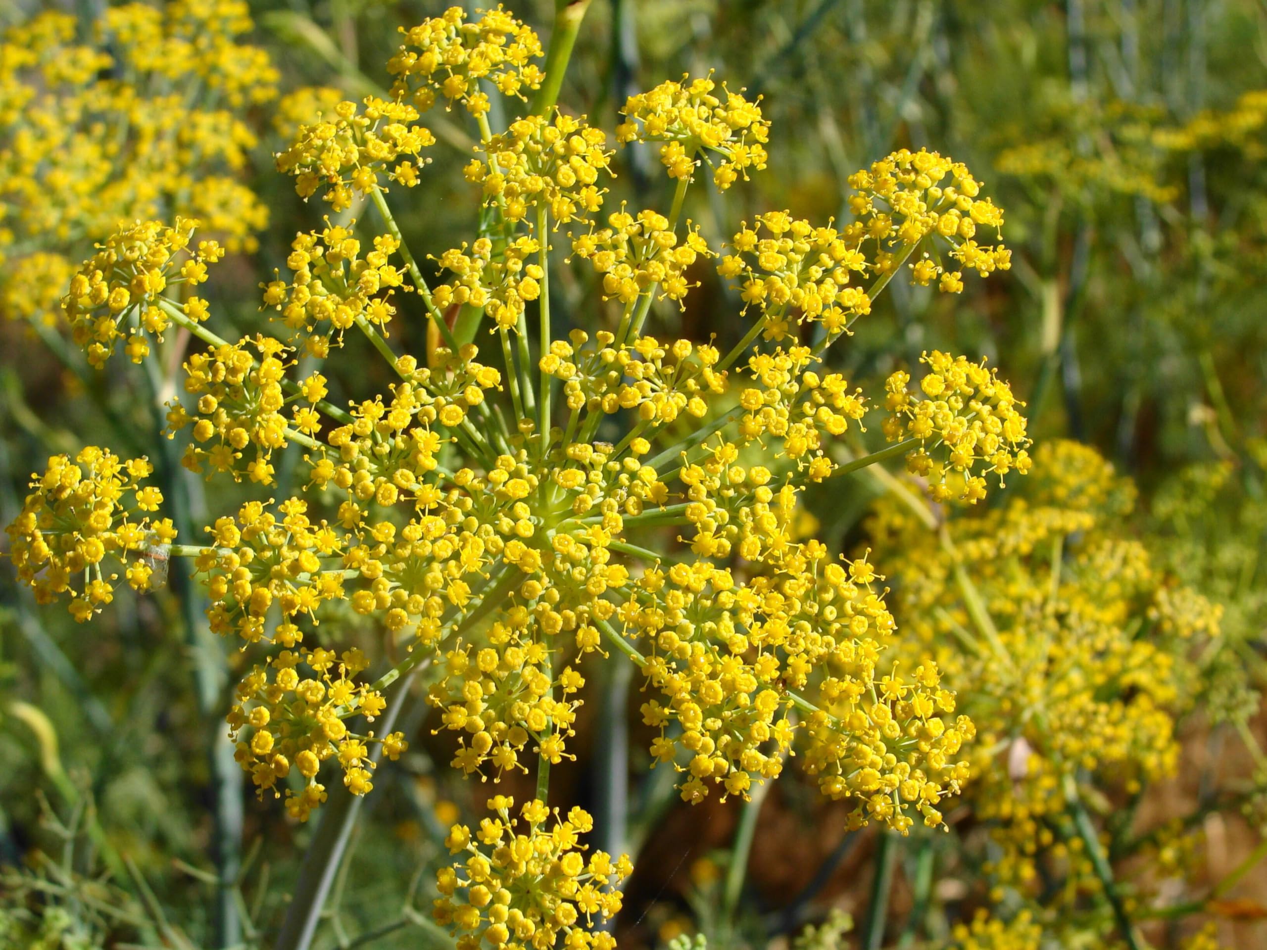 Pollen Ranch textura del polen en polvo, aroma concentrado y usable