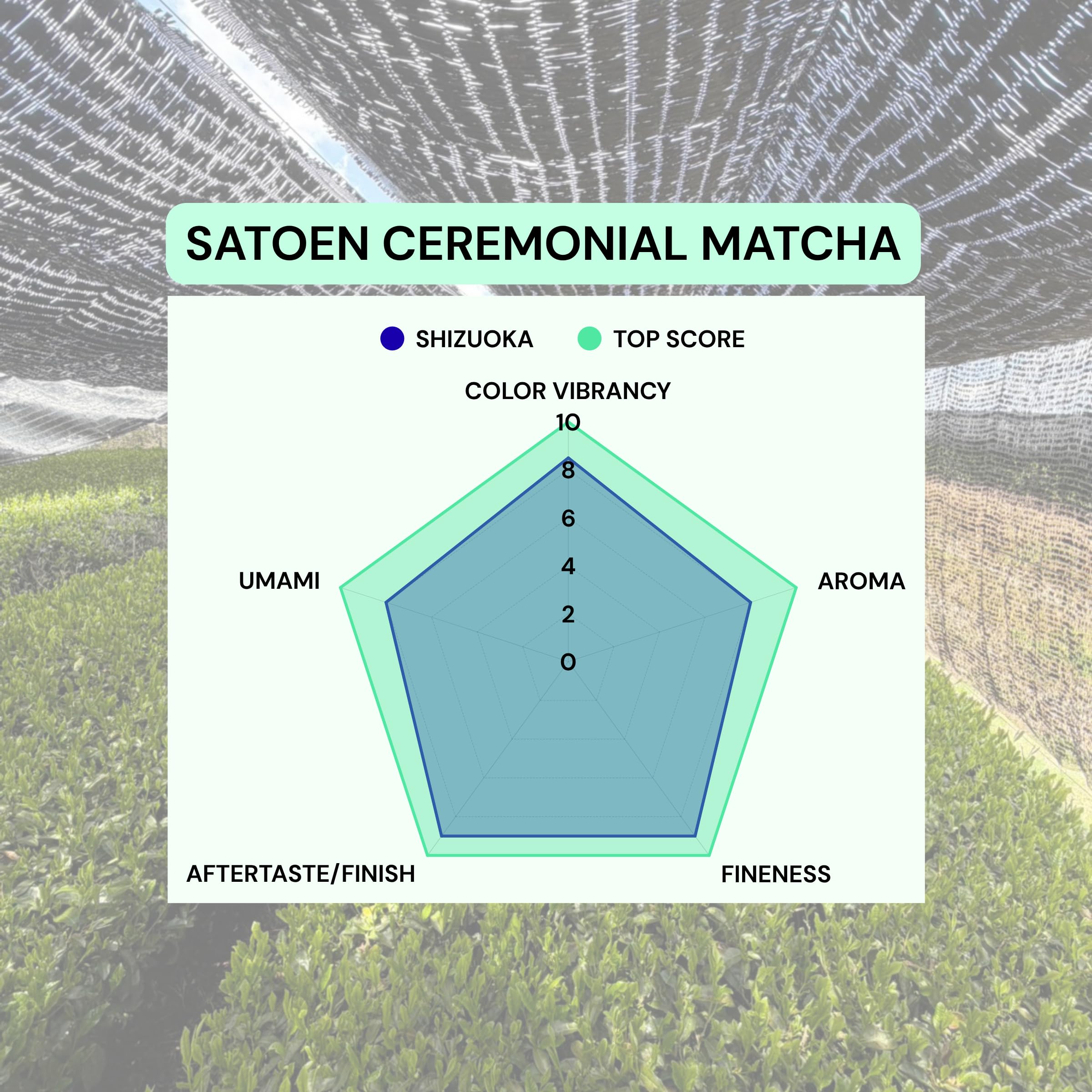 SATOEN GROUP matcha batido en bol con espuma cremosa y sabor auténtico