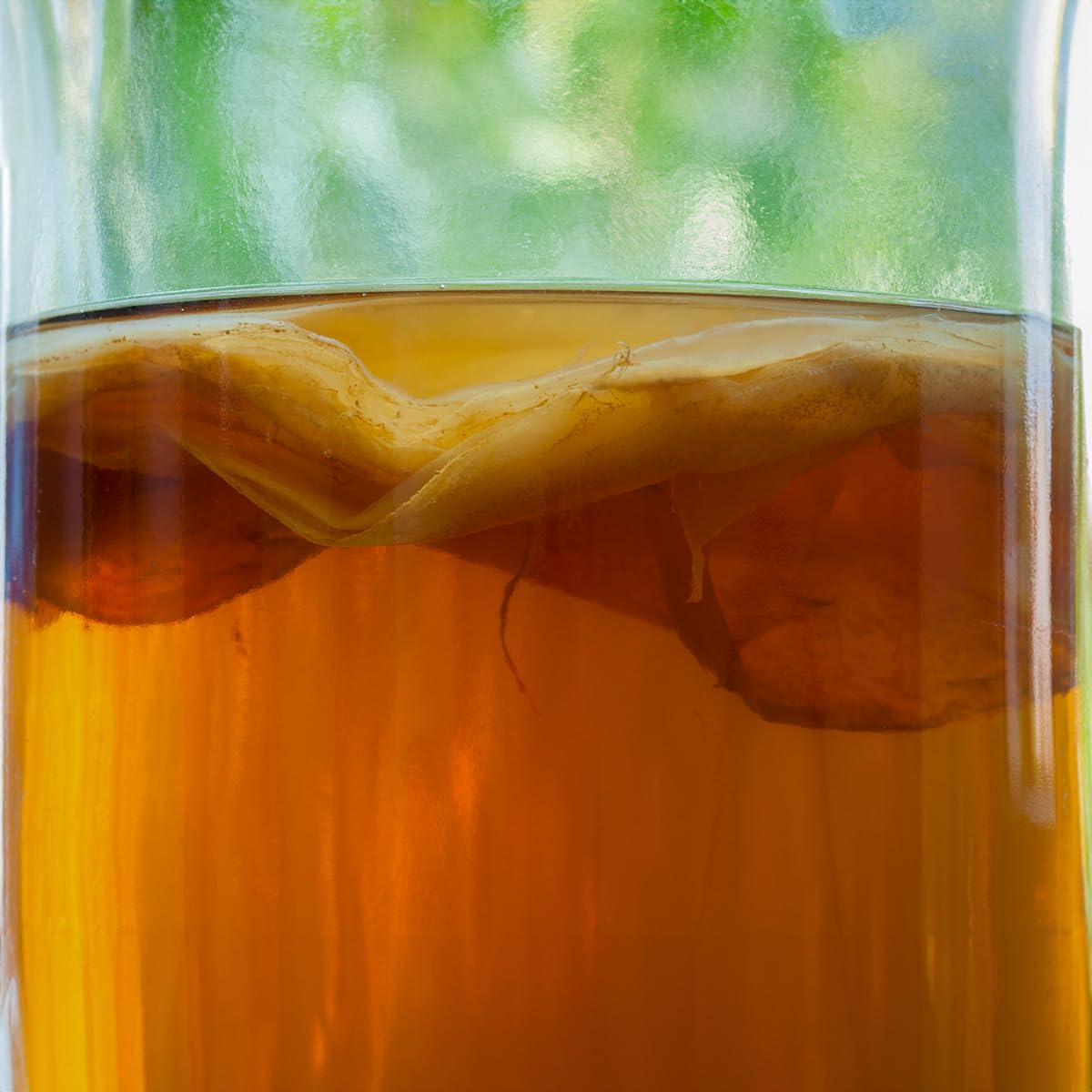 Scoby Kombucha instrucciones impresas incluidas que facilitan fermentar en casa