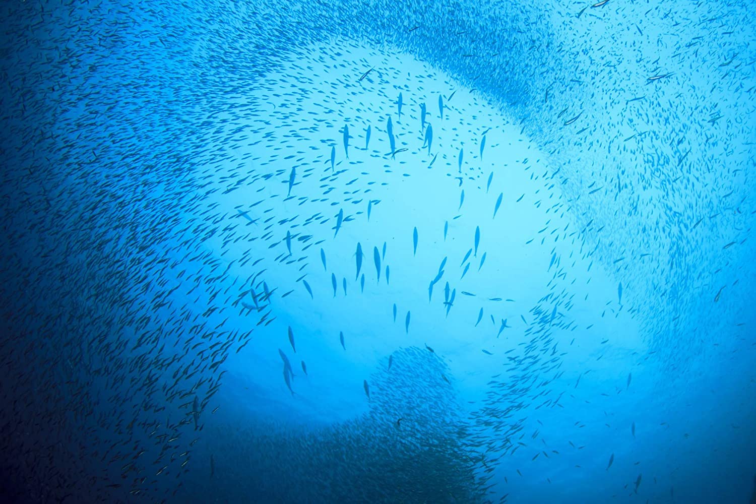 SEASON etiqueta con sello Friend of the Sea resaltando sostenibilidad