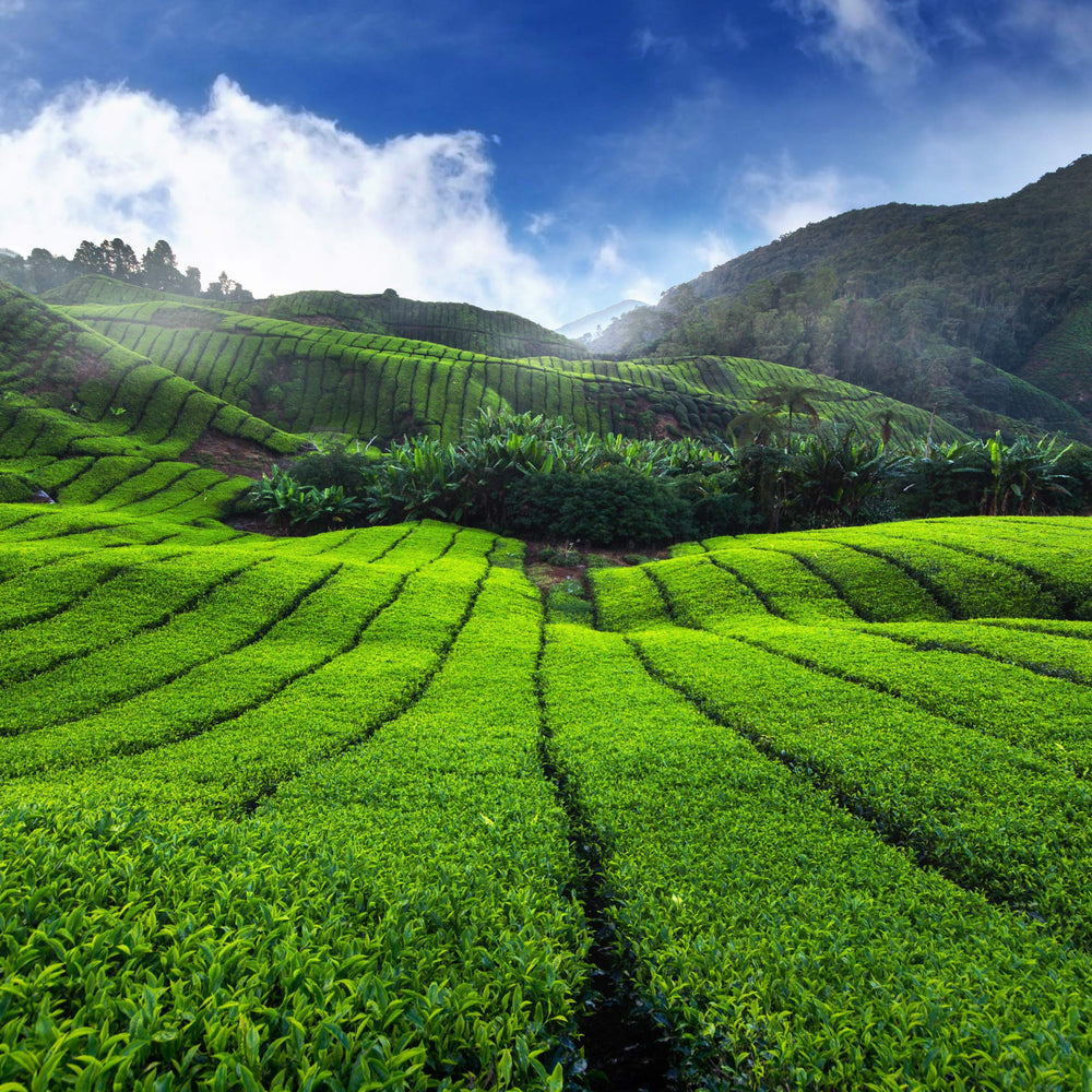 Tea & Trumpets etiqueta USDA Organic en empaque indicando cultivo sin químicos