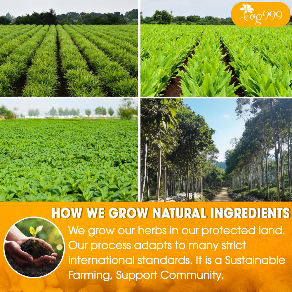 TOG999 ingredientes secos desplegados: cúrcuma, jengibre, canela y menta naturales