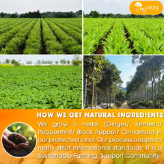 TOG999 primer plano polvo de cúrcuma y jengibre para aroma intenso