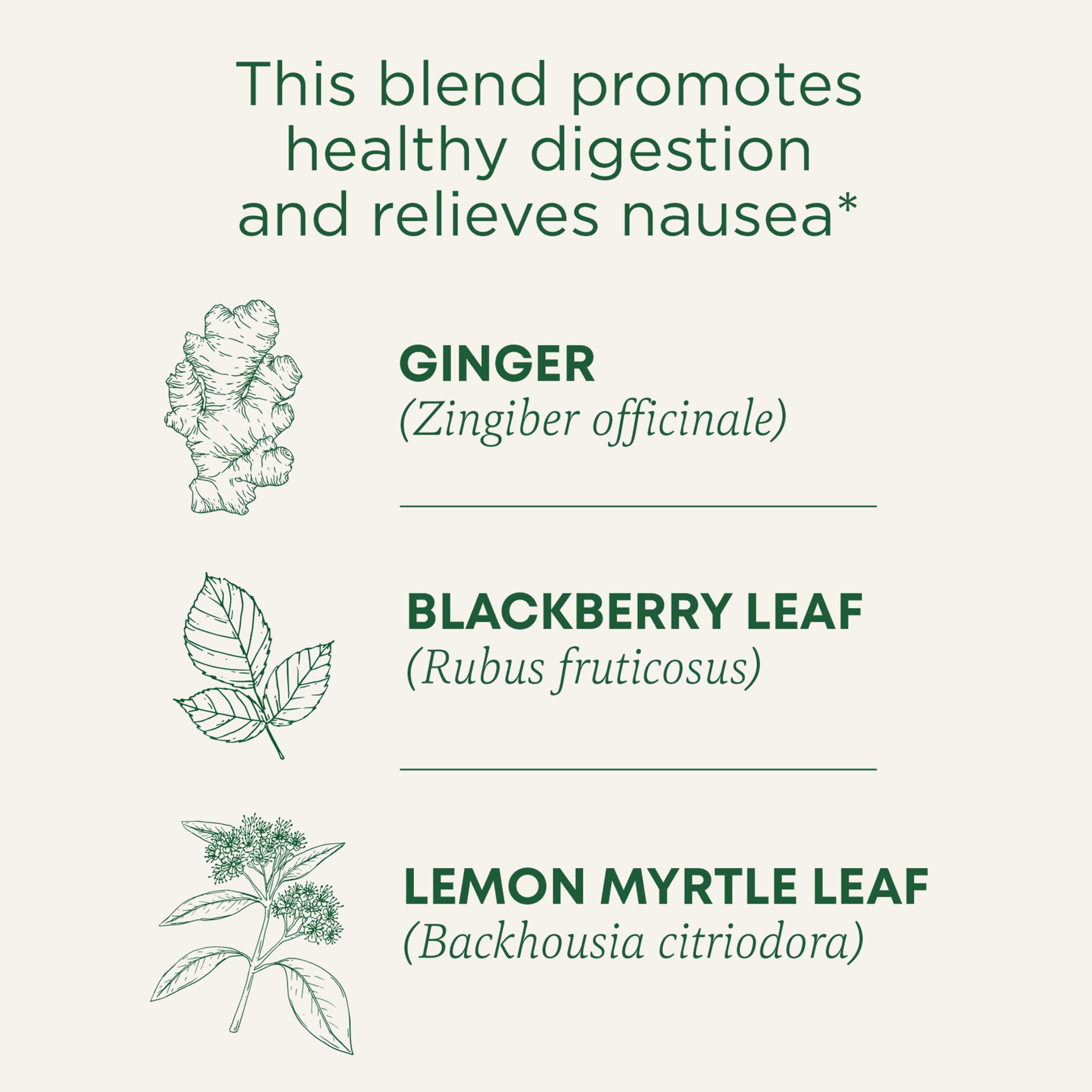 Traditional Medicinals trozos de jengibre y textura resaltando sabor cálido