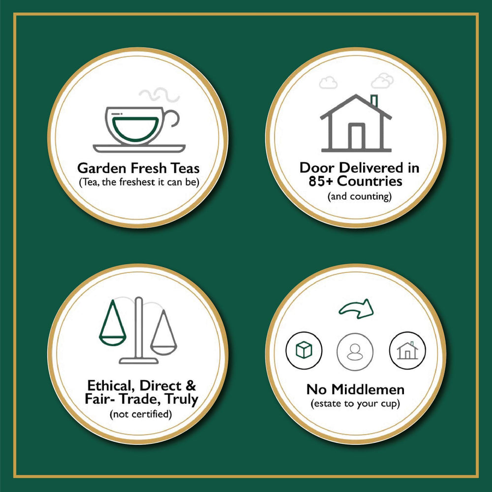 VAHDAM Assam Gold planta de té y producto, origen sostenible