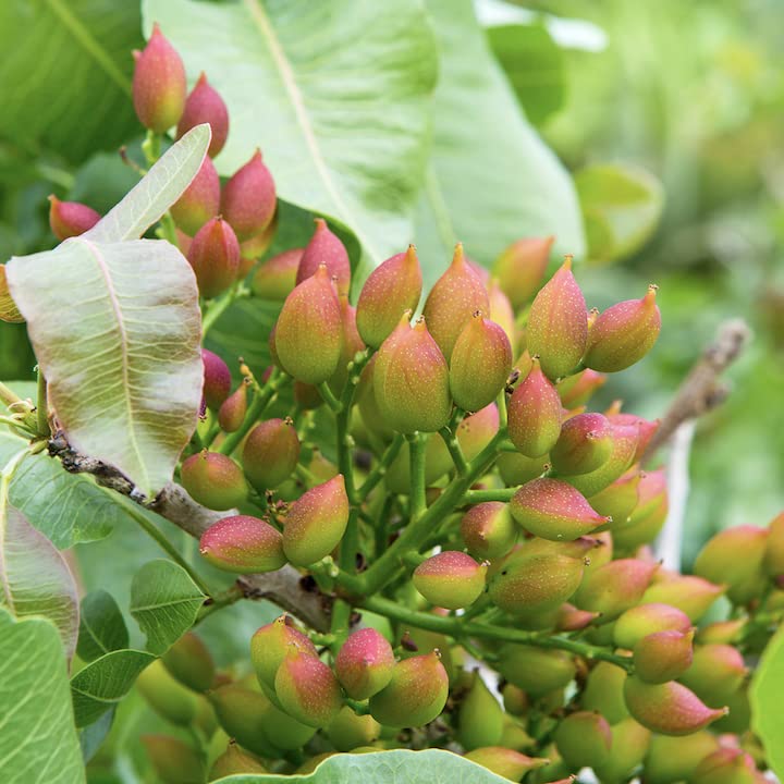 Wilderness Poets pistachos en cocina con utensilios, listos para recetas familiares