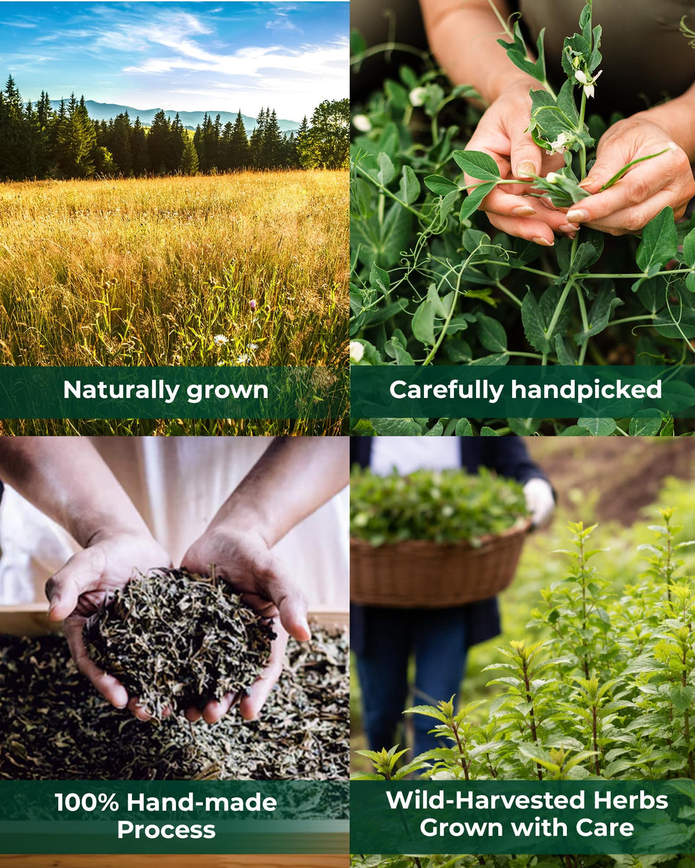 WILDFIELD HERBS escena de cocina que sugiere uso cotidiano