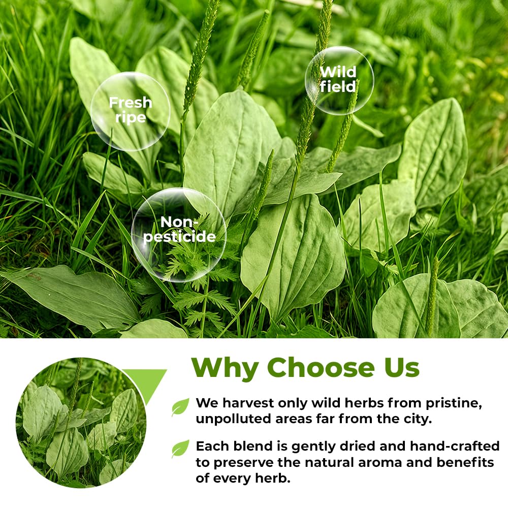 WILDFIELD HERBS mesa de trabajo con herramientas y llantén para mezclas