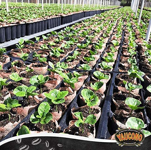 Yaucono granos seleccionados antes del tueste, indica calidad en origen